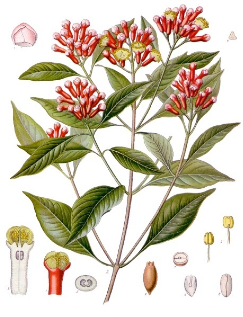 Eugenia caryophyllus