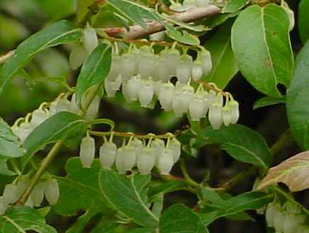 Gaultheria fragrantissima