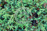 Juniperus communis montana