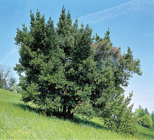 Laurus nobilis