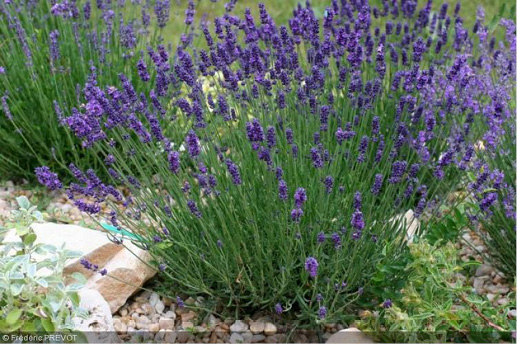 Lavandula angustifolia