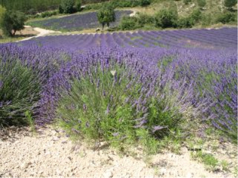 Lavandula x burnatii super