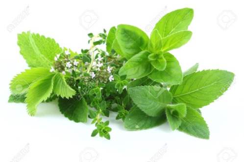 Melissa officinalis