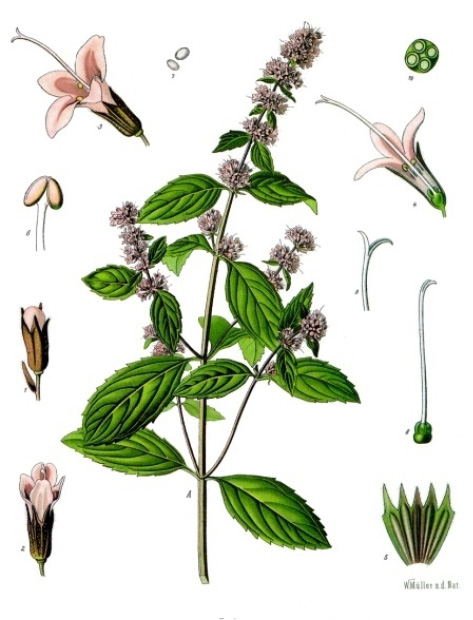 Mentha piperita