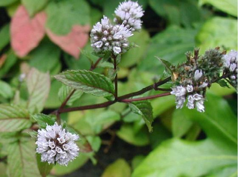 Mentha piperita