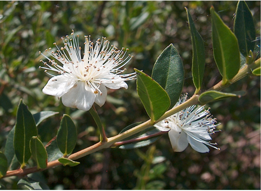 Myrtus communis CT cineole
