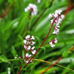 Nardostachys jatamansi