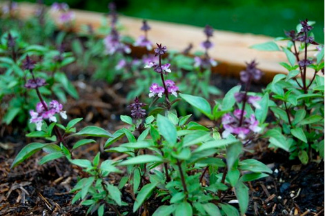 Ocimum basilicum var. basilicum