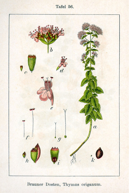 Origanum compactum