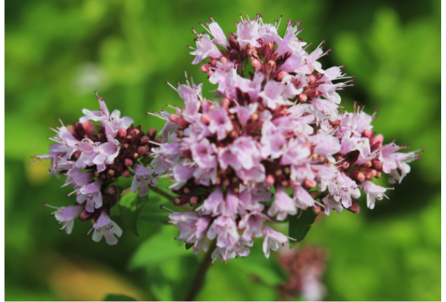 Origanum vulgare