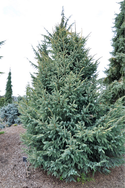 Picea mariana