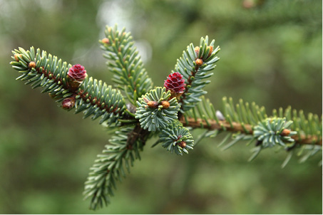 Picea mariana
