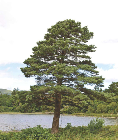 Pinus sylvestris