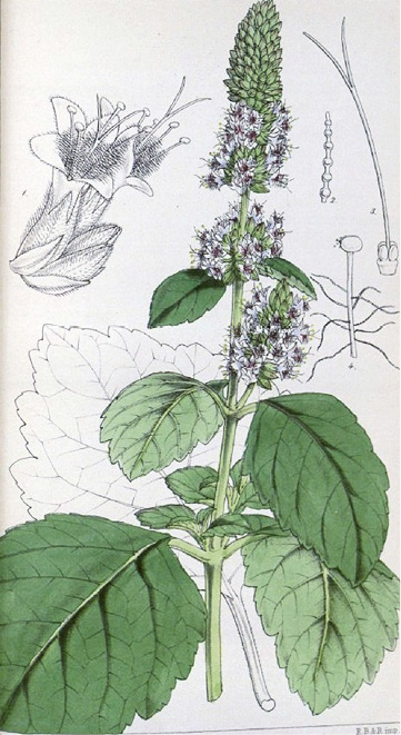 Pogostemon cablin