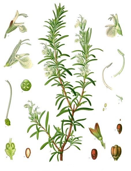 Rosmarinus officinalis à camphre