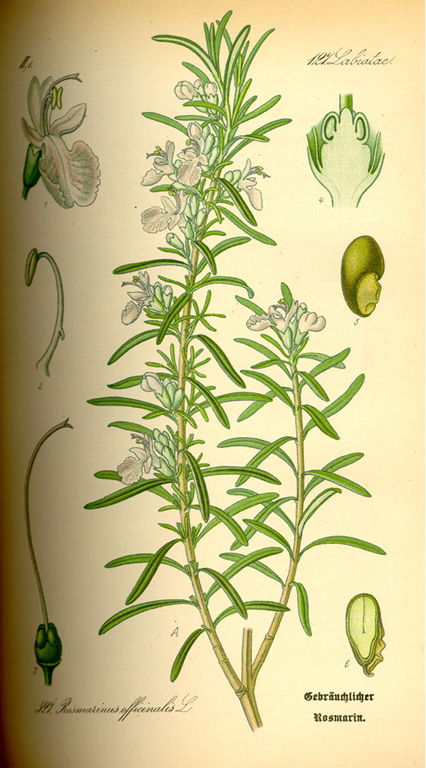 Rosmarinus officinalis verbenone