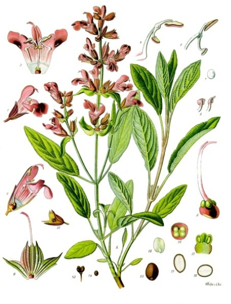 Salvia officinalis