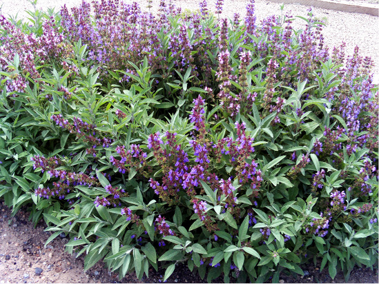Salvia officinalis