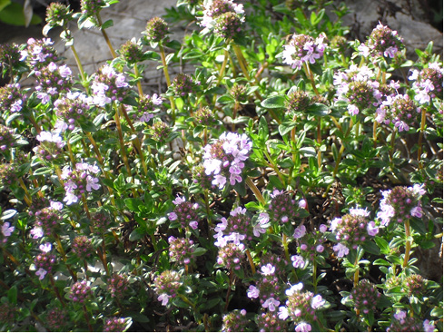 Satureja montana