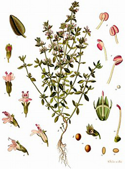 Thymus vulgaris linalol