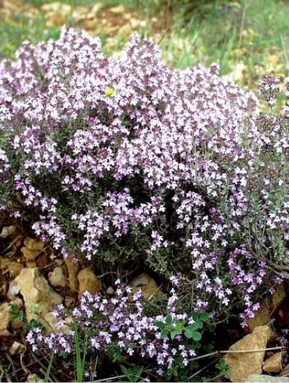 Thymus vulgaris thujanol