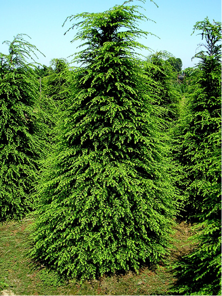Tsuga canadensis