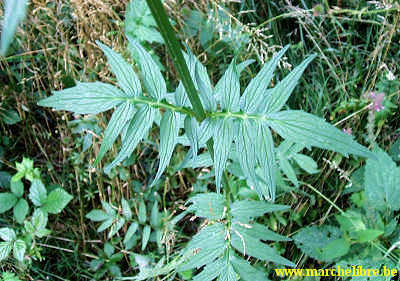 Valeriana officinalis