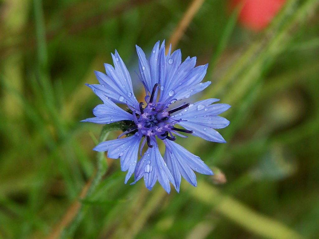 Centaurea cyanus