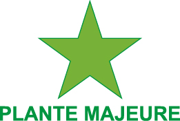 Plante majeure