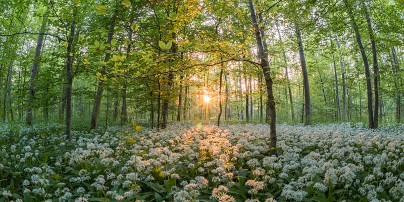 Naturopathie 1ère année : Conseiller en produits naturels niveau 1