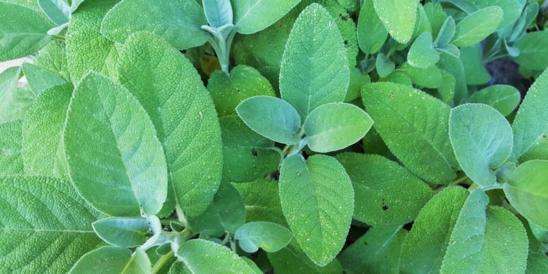 Phytothérapie pratique niveau 5 - Le 10 janvier 2027 - CLERMONT-FERRAND (63)